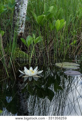 Nymphaea Alba Bloom. Image & Photo (Free Trial) | Bigstock