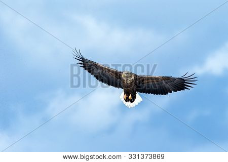 White-tailed Eagle In Flight, Eagle Flying Against Blue Sky With Clouds In Hokkaido, Japan, Silhouet