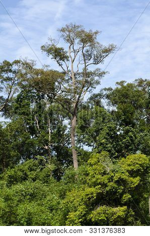 Beautiful Nature Of Tropical Rain-forest At Royal Belum State Park, Perak Malaysia.
