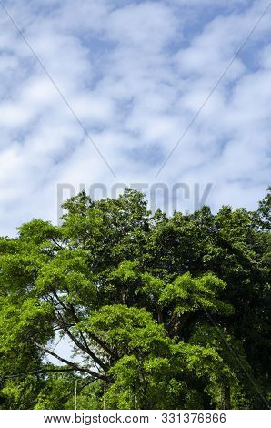 Beautiful Nature Of Tropical Rain-forest At Royal Belum State Park, Perak Malaysia.