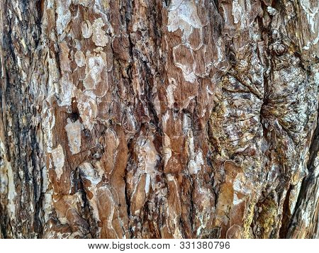 Natural Tree Material Brown Wood Background Forest Wallpaper Rough Nature Texture Wooden Pattern In 