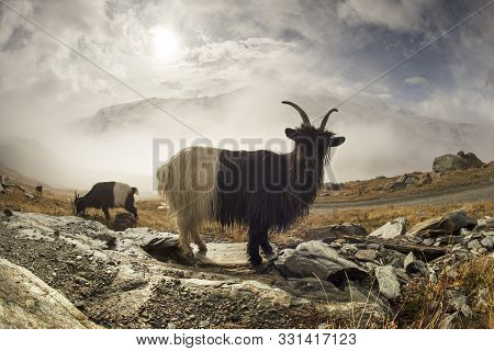 Animals Under The Matterhorn