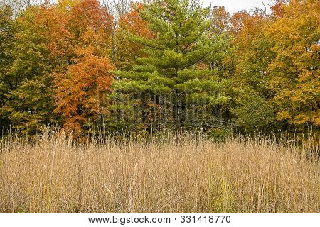 Fall Foliage On A Beautiful October Day.