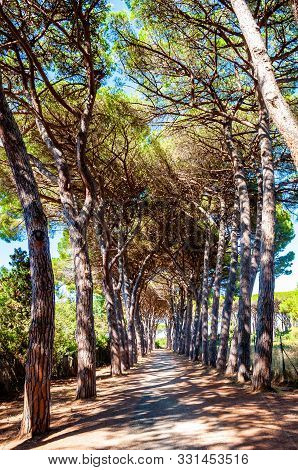 Long Arched Pine Trees Alley Walkway In The Natural Forest Park Near The Tenda Gialla Beach, Orbetel