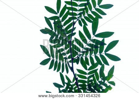Wild Tamarind Leaves With Branches On White Isolated Background For Green Foliage Backdrop And Copy 