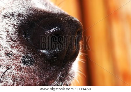 Naso di cane