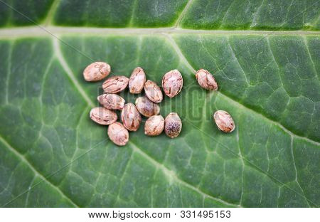 Close Up Of Marijuana Seeds Or Hemp Cannabis Seeds On Green Leaf Background , Selective Focus