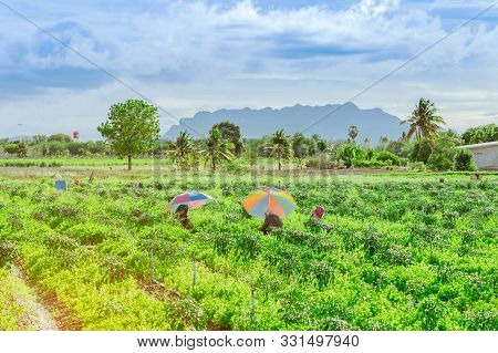 Group Of Farmers Help Harvest Vegetables Grown On The Farm
By Using A Large Umbrella To Help Shade T