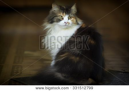 A Multi-colored Cat Sits On The Doorstep Of The House. Pets.. Cat Closeup.