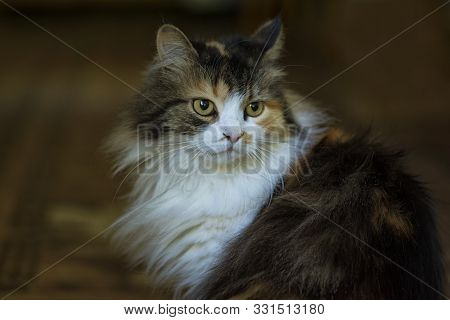 A Multi-colored Cat Sits On The Doorstep Of The House. Pets.. Cat Closeup.