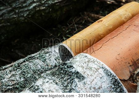 Birch Trunk Closeup Processing Of Lumber Bark Removal Drying. Birch Trunk Bark White Black