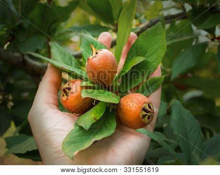 Common Medlar On A Branch, Common Medlar In A Hand
