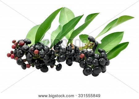 Jambolan Plum Or Java Plum Isolated On White Background