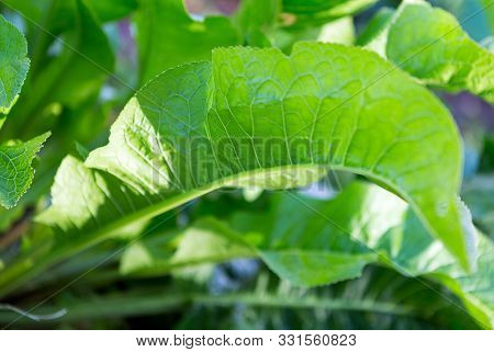 Green Leaves Background. Closeup Nature View Of Green Leaf On Blurred. Horseradish (armoracia Rustic