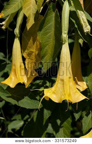 Angel's Trumpets Or Brugmansia, A Genus Of Seven Species Of Flowering Plants In The Family Solanacea