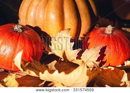 Autumn Composition Of Pumpkins And Yellow Leaves. Stock Photo Of Pumpkins On Dry Leaves.