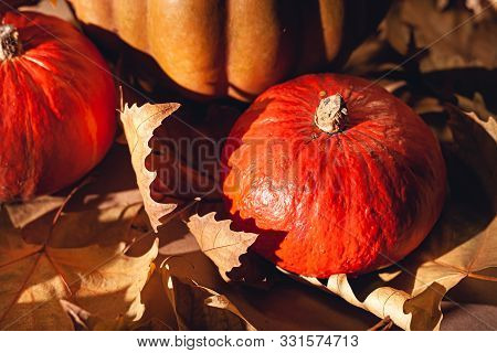 Autumn Composition Of Pumpkins And Yellow Leaves. Stock Photo Of Pumpkins On Dry Leaves.