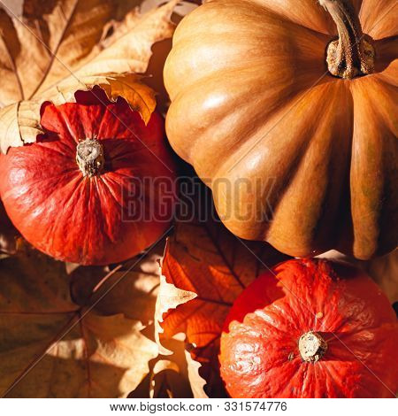 Autumn Composition Of Pumpkins And Yellow Leaves. Stock Photo Of Pumpkins On Dry Leaves.