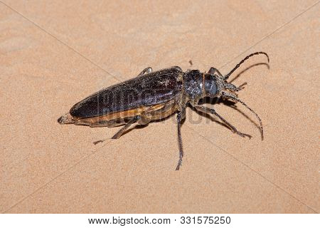 Giant Longhorn Beetle (anthracocentrus Arabicus) A Nocturnal Or Nightime Desert Creature With Huge A