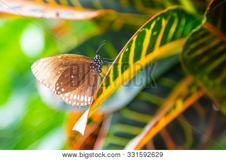Brown & White Spotted Butterfly / Common Crow (euploea Core) Hanging Onto A Garden Croton Leaf