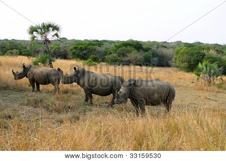 Tre bianchi rinoceronti a Phinda Private Game Reserve, Sudafrica