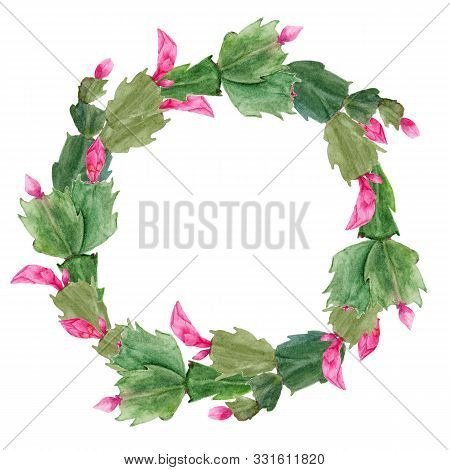 Christmas Wreath With Zigokaktus Schlumbergera. Hand-drawn Watercolor Botanical Illustration. Realis