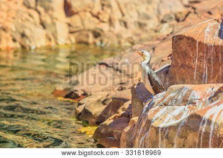 Little Pied Cormorant, Phalacrocorax Melanoleucos, Standing On Rock At Ormiston Gorge Water Hole, A 