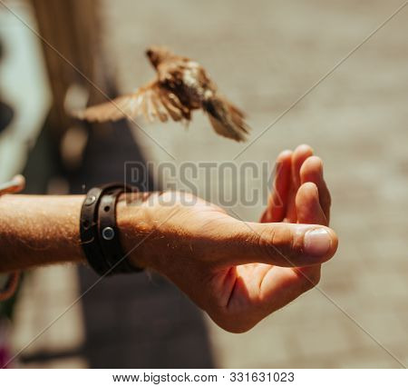 Brown Sparrow In The Mans Hand In Sunny Day