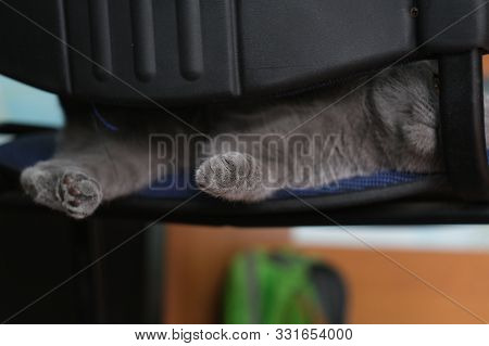 Paws Of The Sleeping, Striped, Domestic British Kitten Hiding At Chair