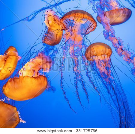 Magnificent exotic jellyfishes in an aquarium