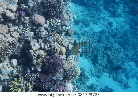 A Bright Parrot Fish Swims Among Corals In The Red Sea, Egypt