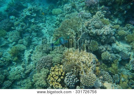 A Bright Parrot Fish Swims Among Corals In The Red Sea, Egypt