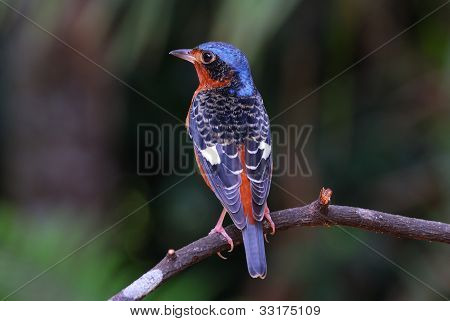 Hvide-throated Rock-drossel