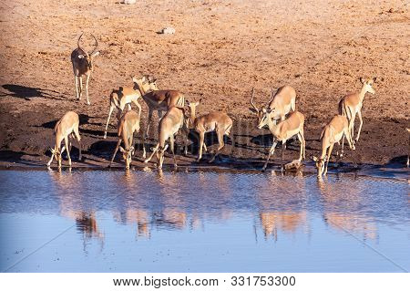 A Group Of Impalas -aepyceros Melampus- Drinking From A Waterhole In Etosha National Park, Namibia.