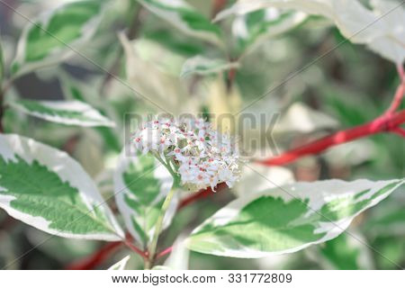 Flowering Twig Cornus Alba Or Derain White Elegantissima. Soft And Selective Focus. Delicate Natural
