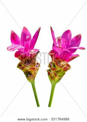 Pink Flower Name Is Krachiew Flowers Bloom On Beautiful,nature Green,white Background