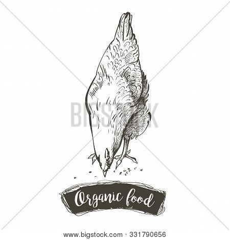 Vector Hen, Chicken Feeding Engraving Sketch. Vintage Isolated Realistic Illustration.