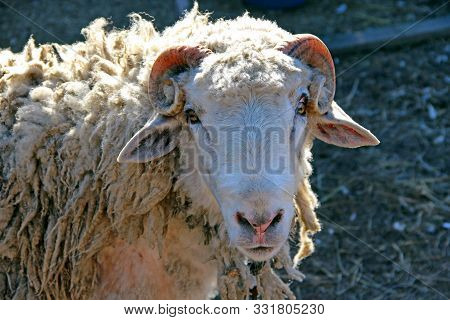 Ram Looking. Head Of Ram Closeup. Farm Animal