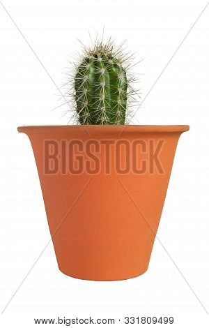 Small Houseplant Cactus In A Pot Isolated Over White