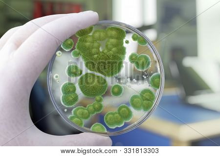 Researcher Holding Petri Dish With Colonies Of Penicillium Fungi. Penicillium Is A Mold Fungus That 