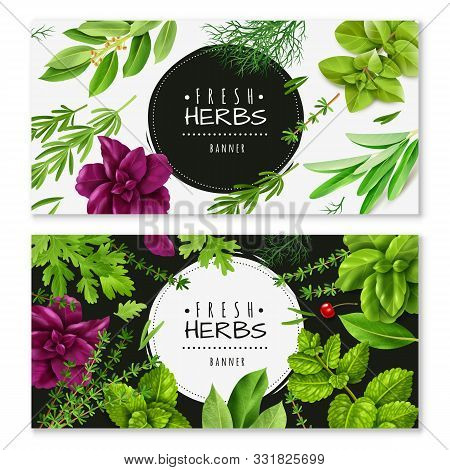 Spices Herbs Horizontal Banners. Two Horizontal Banners With A Realistic Fresh Herbs, Isolated Objec