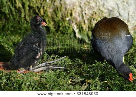 Common Moorhens (gallinula Chloropus)