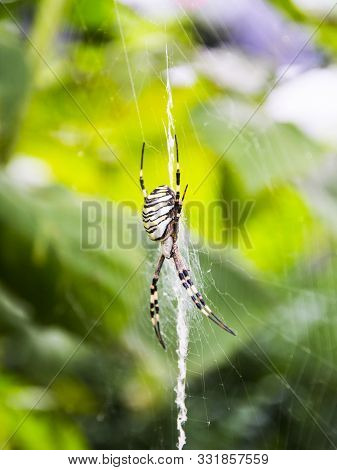 A Yellow Striped Spider Outside In Nature In Its Web. Argiope Bruennichi Is Also Called A Zebra, Tig