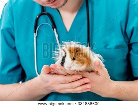 Cropped shot of a veterinary doctor in blue uniform and stethoscope holding guinea pig on hands. Animal healthcare concept