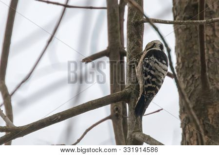 Lesser Spotted Woodpecker On The Branch (dryobates Minor)