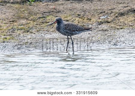 Spotted Redshank Wader Bird (tringa Erythropus)