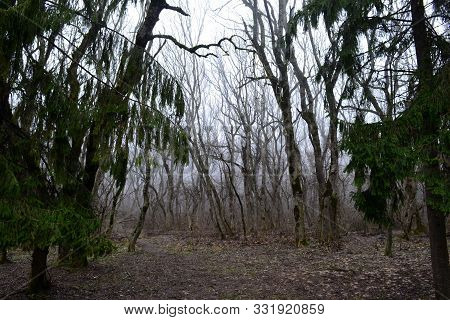 Mystical Forest On The Mountain Mashuk. Pyatigorsk, Russia