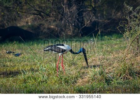 Alert Male Black Necked Stork Or Black-necked Stork Or Ephippiorhynchus Asiaticus Searching For Bird