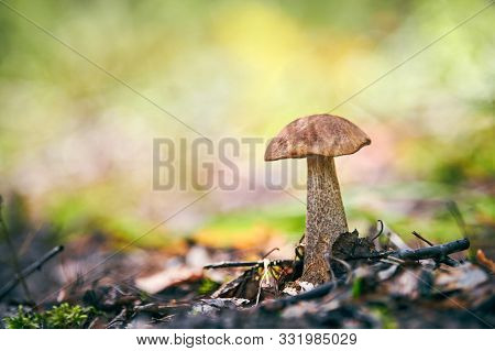 Leccinum Versipelle Mushroom In Autumn Forest. Orange Birch Bolete. Edible Healthy Meal.