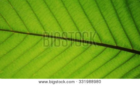 Dipterocarpus Leaf Close Up. Tree Leaf Details With Leaf Veins Texture. Oxygen Producer Due To Photo